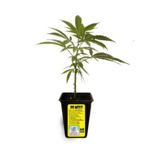 ESQUEJE SATIVA VAR . DR WEST + ESTAMPILLA ($735)