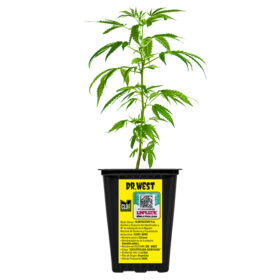 ESQUEJE SATIVA VAR . DR WEST + ESTAMPILLA ($735)