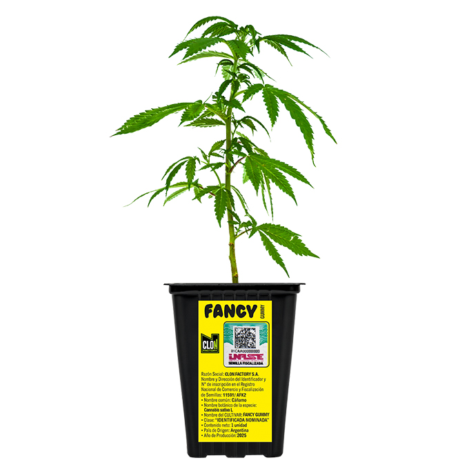 ESQUEJE FANCY GUMMY + ESTAMPILLA ($735)