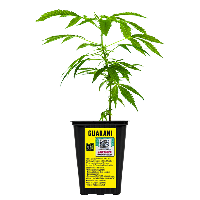 ESQUEJE GUARANI + ESTAMPILLA ($735)