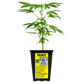 ESQUEJE POLARIS ARKHAM  + ESTAMPILLA ($735)