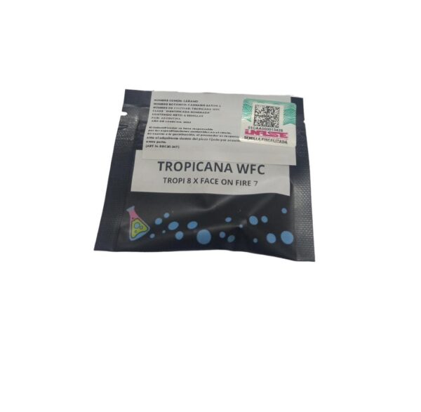 SEMILLA SWEED LAB TROPICANA WFC (TROPI8 X FACE ON FIRE 7) X 4 SEM***--
