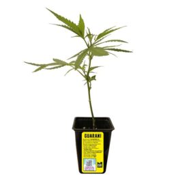 ESQUEJE GUARANI + ESTAMPILLA ($735)