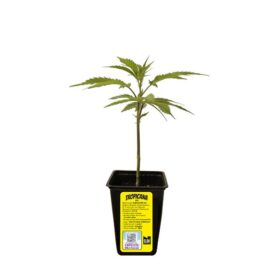 ESQUEJE SWEED LAB TROPICANA WFC + ESTAMPILLA ($735)