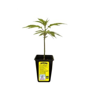 ESQUEJE SWEED LAB TROPICANA WFC + ESTAMPILLA ($735)