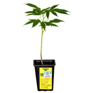 ESQUEJE CANNPAT ONE + ESTAMPILLA ($735)
