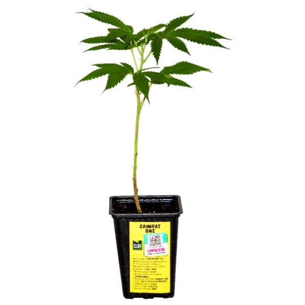 ESQUEJE CANNPAT ONE + ESTAMPILLA ($735)