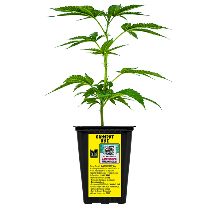 ESQUEJE CANNPAT ONE + ESTAMPILLA ($735)