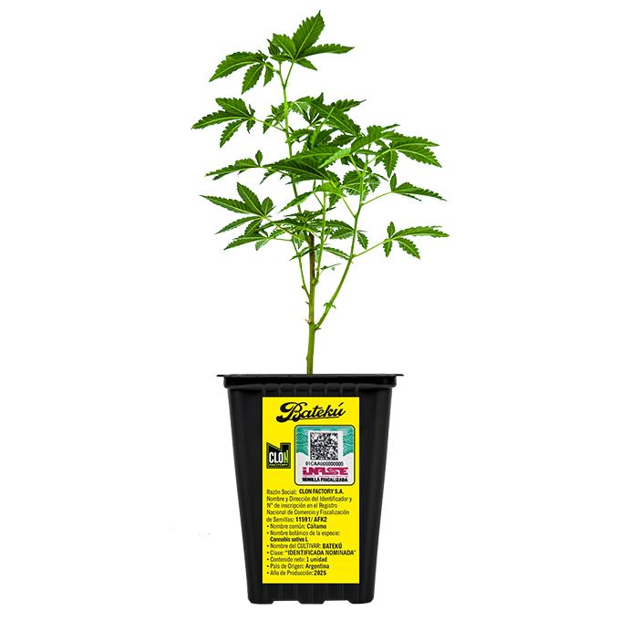 Esqueje Batekú Loco Yorsh + Estampilla ($735)