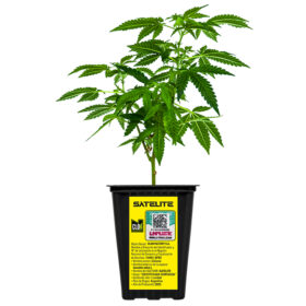 Esqueje Loco Yorsh Satelite + Estampilla ($735)