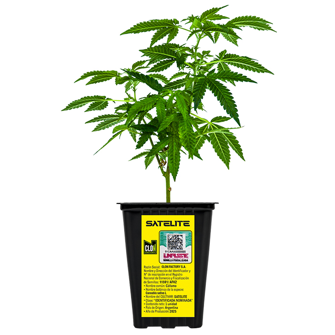 Esqueje Loco Yorsh Satelite + Estampilla ($735)