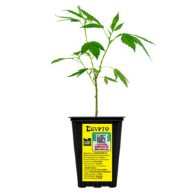Esqueje Egypto Indian Seeds + Estampilla ($735)
